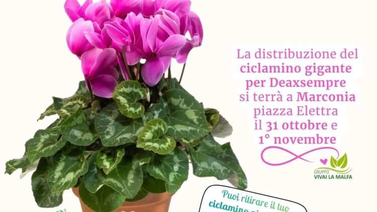 UN CICLAMINO PER DEAXSEMPRE